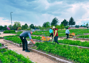 Image showing garden boxes at Merit Medical SLC Headquarters and employees spending time weeding, picking, and watering